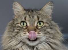 Tutti i benefici di una mangiatoia automatica per gatti