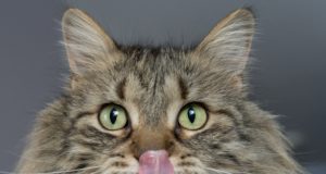 Tutti i benefici di una mangiatoia automatica per gatti