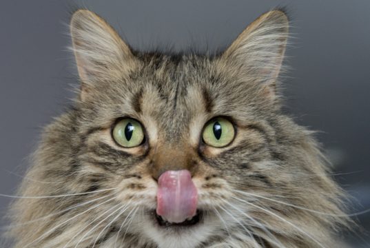 Tutti i benefici di una mangiatoia automatica per gatti