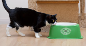 Qual’è la posizione migliore in casa per la lettiera del gatto?