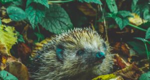 Quali sono gli animali che vanno in letargo?