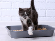 Inconvenienti delle lettiere profumate per gatti