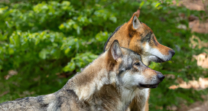 Quali sono gli animali che vivono nei boschi?