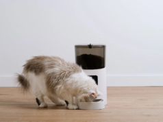 Andare in vacanza e lasciare il gatto in casa con una mangiatoia automatica per gatti