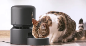 Come scegliere una mangiatoia automatica per gatti?