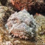 Pesce pietra