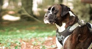 Benefici della pettorina per il cane rispetto al guinzaglio classico