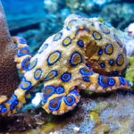 Polpo anelli blu