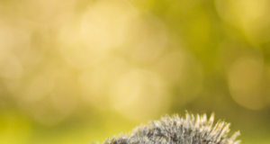 Come funziona il letargo degli animali?