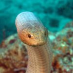 Serpenti di mare