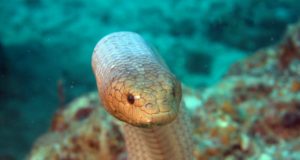 I 5 animali marini più pericolosi del mondo