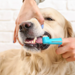 Spazzolino da denti per cani 1