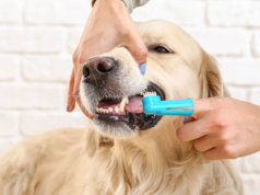 Quali sono i migliori dispositivi per lavare i denti al cane?