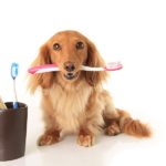Spazzolino da denti per cani