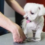 Taglio pelo del cane 1