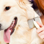 Taglio pelo del cane 3