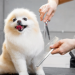 Taglio pelo del cane 5