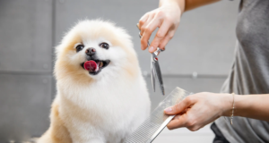 Perché tagliare i peli del cane?
