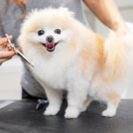 Master girl groomer shears small dog Pomeranian spitz with scissors in hairdresser for animals