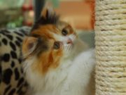 5 motivi per cui il tiragraffi fa bene al tuo gatto