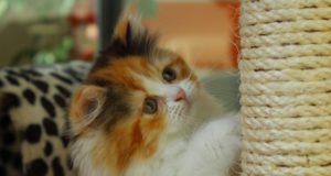 5 motivi per cui il tiragraffi fa bene al tuo gatto