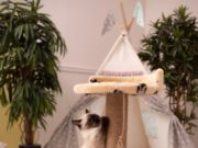 Come educare il gatto a usare il tiragraffi?