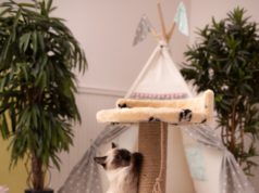 Come educare il gatto a usare il tiragraffi?