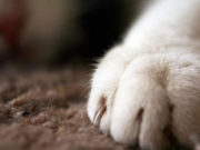 Perché il gatto si fa le unghie?
