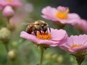 Gli insetti che salvano il mondo: L’Importanza delle Api e delle Api Solitarie