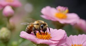 Gli insetti che salvano il mondo: L’Importanza delle Api e delle Api Solitarie