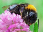 I Benefici degli Insetti nella Natura e nell’Agricoltura