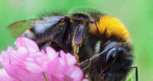 I Benefici degli Insetti nella Natura e nell’Agricoltura