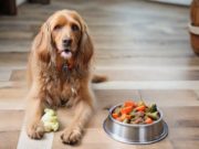 Diete fatte in casa per cani con intolleranze alimentari: ricette e linee guida