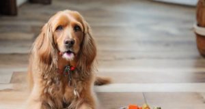 Diete fatte in casa per cani con intolleranze alimentari: ricette e linee guida