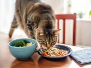 Gestire la transizione verso una dieta casalinga per il tuo gatto con intolleranze