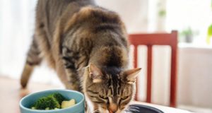 Gestire la transizione verso una dieta casalinga per il tuo gatto con intolleranze