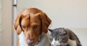 Introduzione alle intolleranze alimentari nei nostri amici a quattro zampe