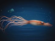 L’invertebrato più grande del mondo