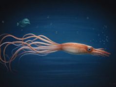 L’invertebrato più grande del mondo