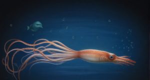 L’invertebrato più grande del mondo