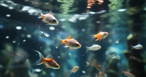 Come posso identificare i segni di sovraffollamento nell’acquario?