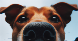 Come bilanciare una dieta per cani con restrizioni alimentari