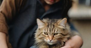 Quali sono i segni del calore in un gatto femmina?