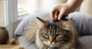 È normale che il mio gatto perda molto pelo?