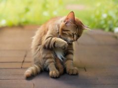 Cosa posso fare se il mio gatto ha le pulci?