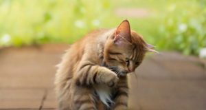 Cosa posso fare se il mio gatto ha le pulci?