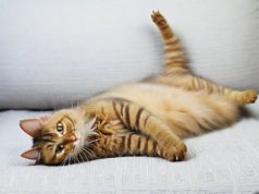 Perché il mio gatto ha la pancia gonfia?