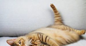 Perché il mio gatto ha la pancia gonfia?