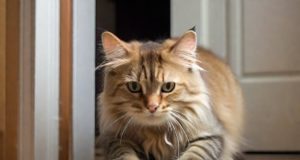 Perché i gatti graffiano i mobili?