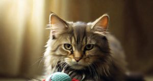 Perché il mio gatto mi porta i suoi giocattoli?